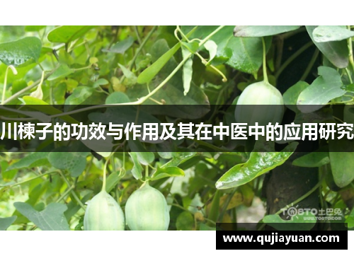川楝子的功效与作用及其在中医中的应用研究